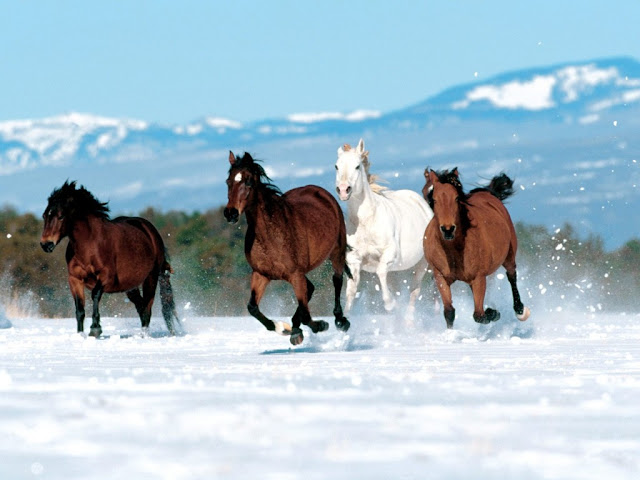 Four Horses Running Wallpaper