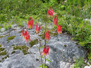 Ancolie du Canada - Aquilegia canadensis