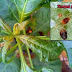 Macam-macam hama tanaman cabai | aero 810 | natural pentana | metilat plus