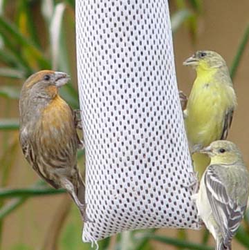 Wild Finch Birds