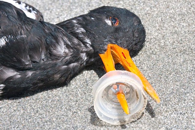 Plastic Ban Debate: Balancing Benefits and Environmental Concerns (Part- VII)