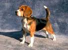 Anjing Beagle