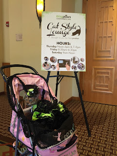 Coco, the Cornish Rex, heading to the Cat Style Lounge at BlogPaws