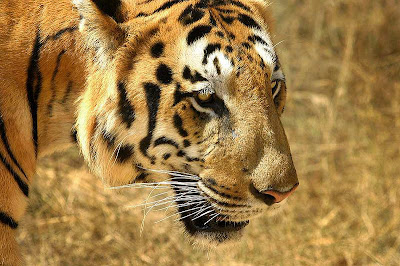 Classy-Tiger-Face-CloseUp