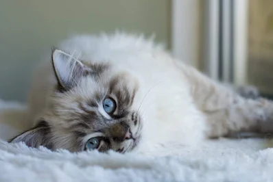 A Look At Cat Breeds