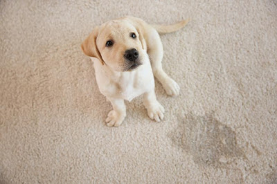 learn how to stop your pet from messing carpets!