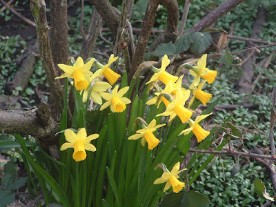 A clump of miniature narcissi