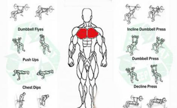 ripped muscle workout plan