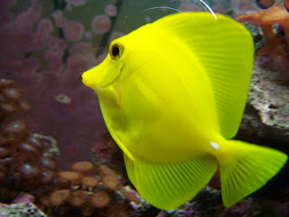 Yellow Tang Fish Wallpaper