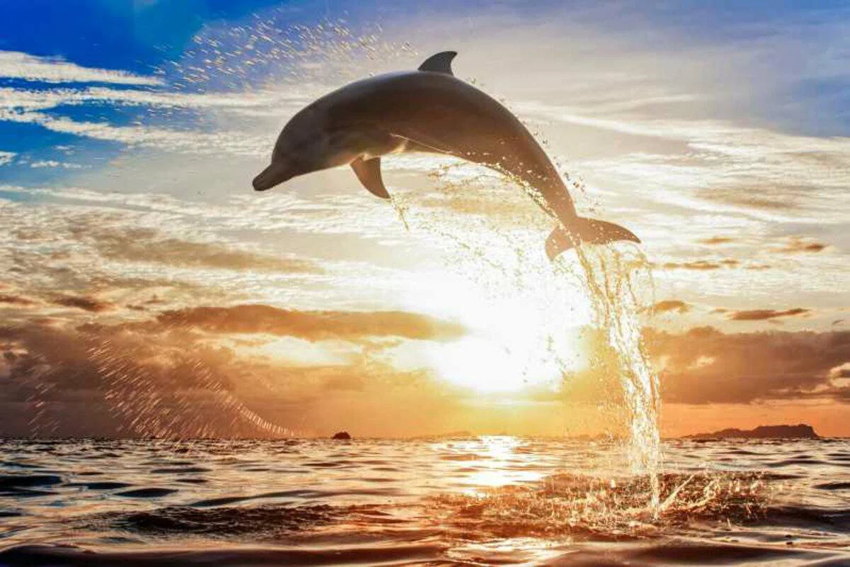 dolphin lovina