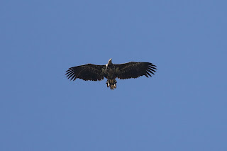 Immature White-tailed Eagle