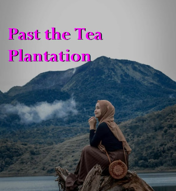 Past the Tea Plantation