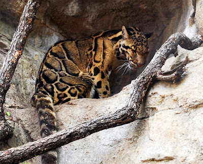 Clouded Leopard, Leopard