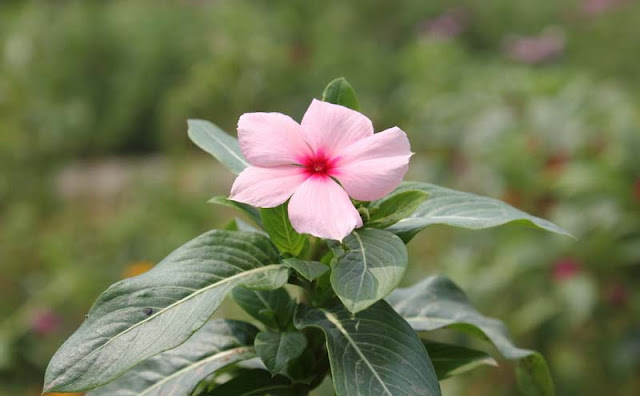 Vinca Flowers Pictures