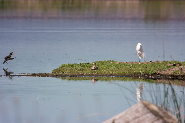 Barn Swallow, bird, birdwatching, nature, birdbox, birdhouse, wildlife, landscape, deer, muskrat, ducks, fawn, egret