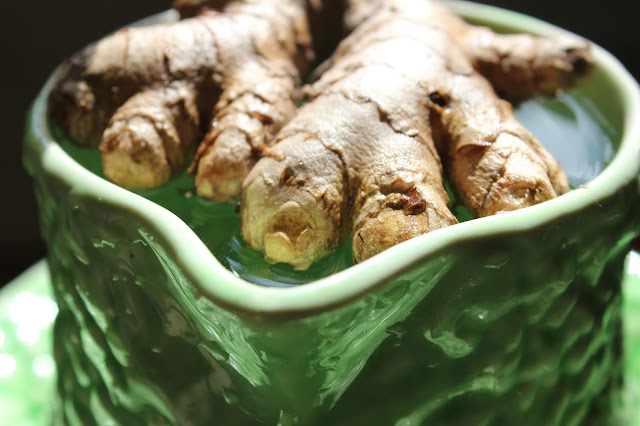 starting organic ginger root in water