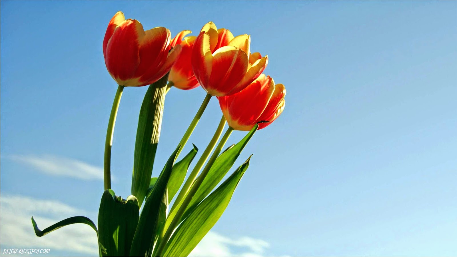 10 Wallpaper Bunga  Tulip  Merah Deloiz Wallpaper