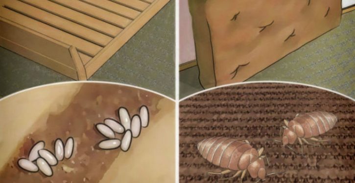 Your Bed Is Infested With Bed Bugs That Hurt Your Lungs: Here's How To Kill Them Quickly, Easily And Naturally