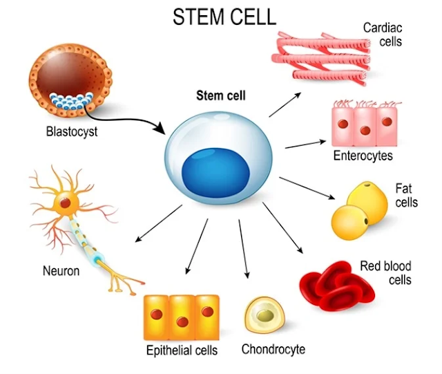 Advancements and Applications of Stem Cell Therapy in Modern Medicine