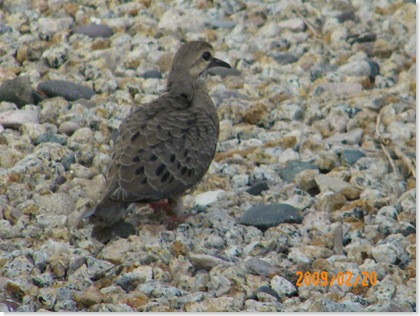 a baby dove not yet able to fly