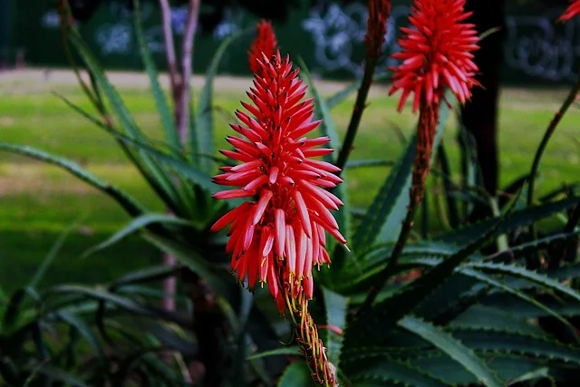 Flor de Aloe Vera