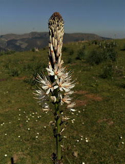 Flores entre Apuko y Peñas Blancas