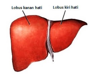 contoh soal essay sistem organisasi kehidupan