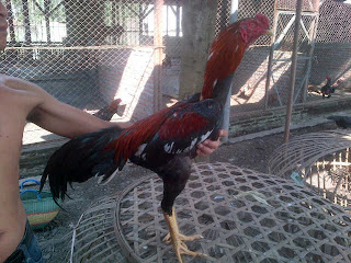  Terjual prangkot Saparifarm Surabaya Peternak Ayam  
