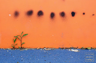 Fotografía de una planta pegada a un muro incluida en el calendario 2020