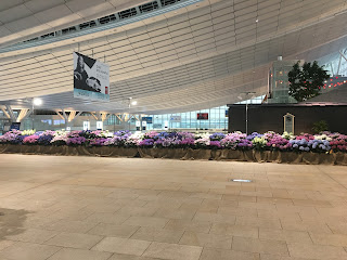 Hydrangea (アジサイ) 羽田空港国際線ターミナル