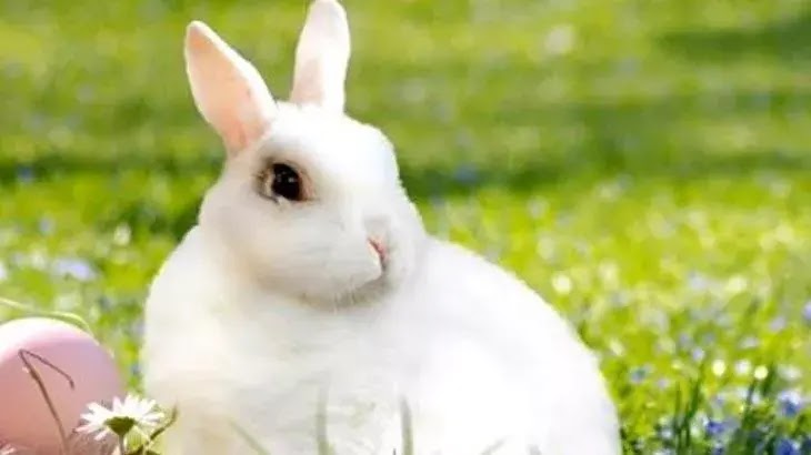 Rüyada Beyaz Tavşan Görmek Ne Anlama Gelir?