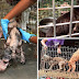 Gambar2 Pelbagai Jenis Haiwan Dalam Keadaan Menyedihkan Diselamatkan Di Subang.