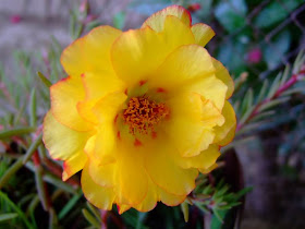 Yellow moss rose picture