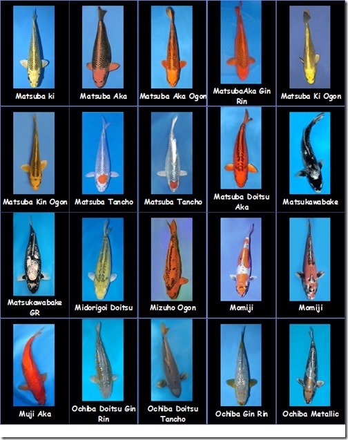 mot-so-dong-ca-koi[hinh-anh-minh-hoa]-3