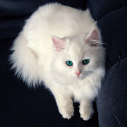 Persian Cat Picture. Persian Cat Pictures and Information (persian cat)