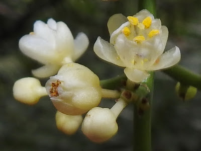 山香圓的花