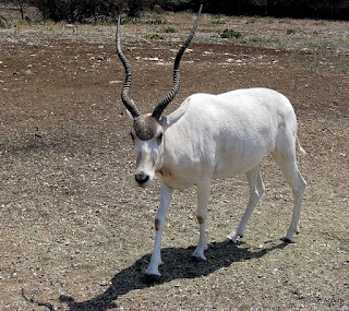 Addax Antelope