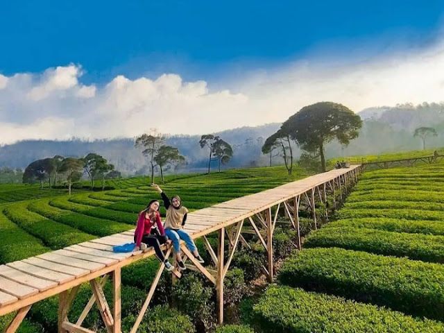 perkebunan teh di nuansa riung gunung pangalengan