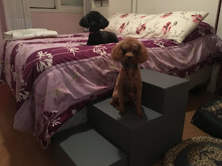 escadas cama box para cães