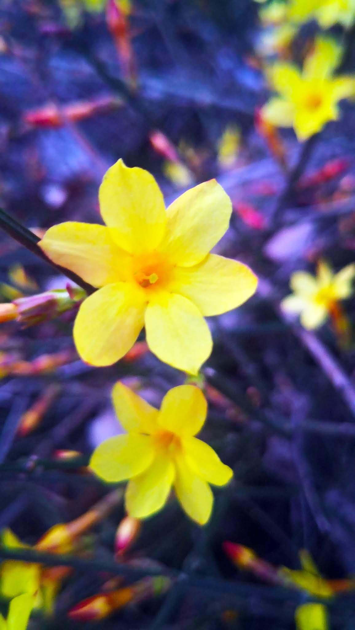 13 Messengers of Spring-Winter Jasmine Photography, come to see our collection