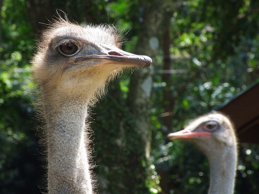 7 Jenis Burung Yang Paling Berbahaya
