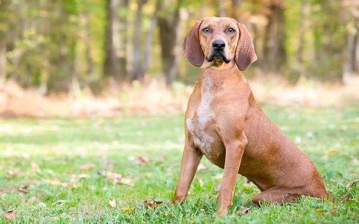 Redbone Coonhound Dog Breeds: Origins, Traits, and Care Guidelines