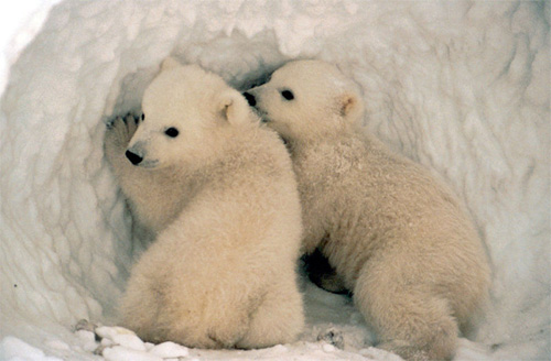 polar bear cub twins