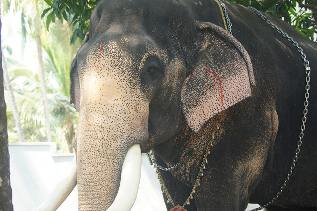 Mangalamkunnu Ayyappan