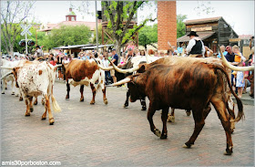 Fort Worth Stockyards: Texas Longhorn