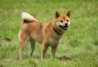 Shiba Inu breed images