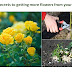  6 secrets to getting more flowers from your roses
