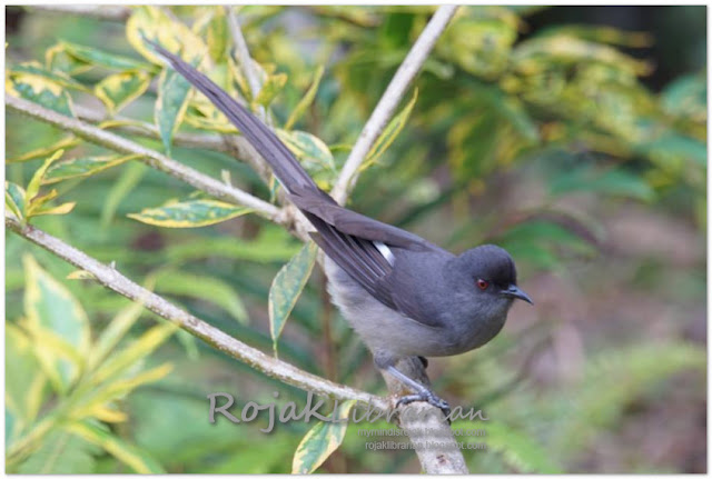 Long tailed Sibia