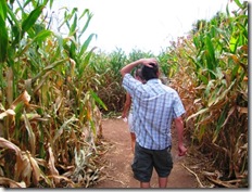 cornmaze2