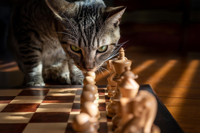 Guía para elegir juguetes seguros para gatitos